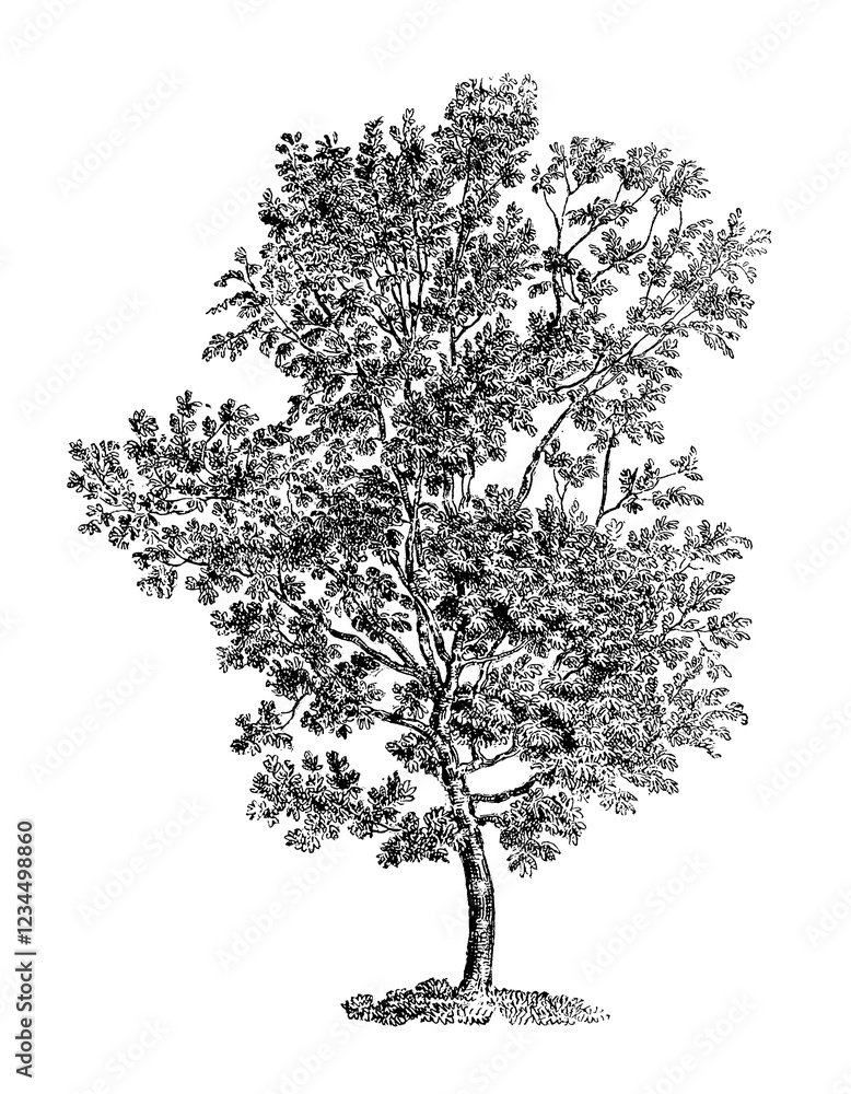 Fototapeta premium Black and white tree illustration. Highly detailed digital drawing capturing intricate branches and textures. Elegant monochrome artwork.