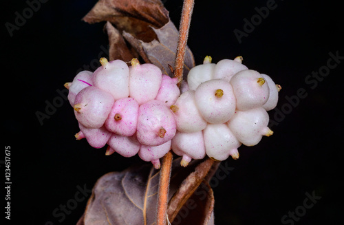 Coralberry, Symphoricarpos orbiculatus, berries with seeds on the branches of a plant in the garden in winter, Ukraine photo