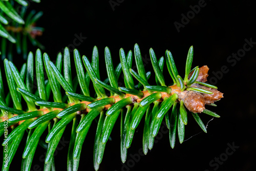 Abies pinsapo - cones on branches with green needle-like leaves, botanical garden, Ukraine photo