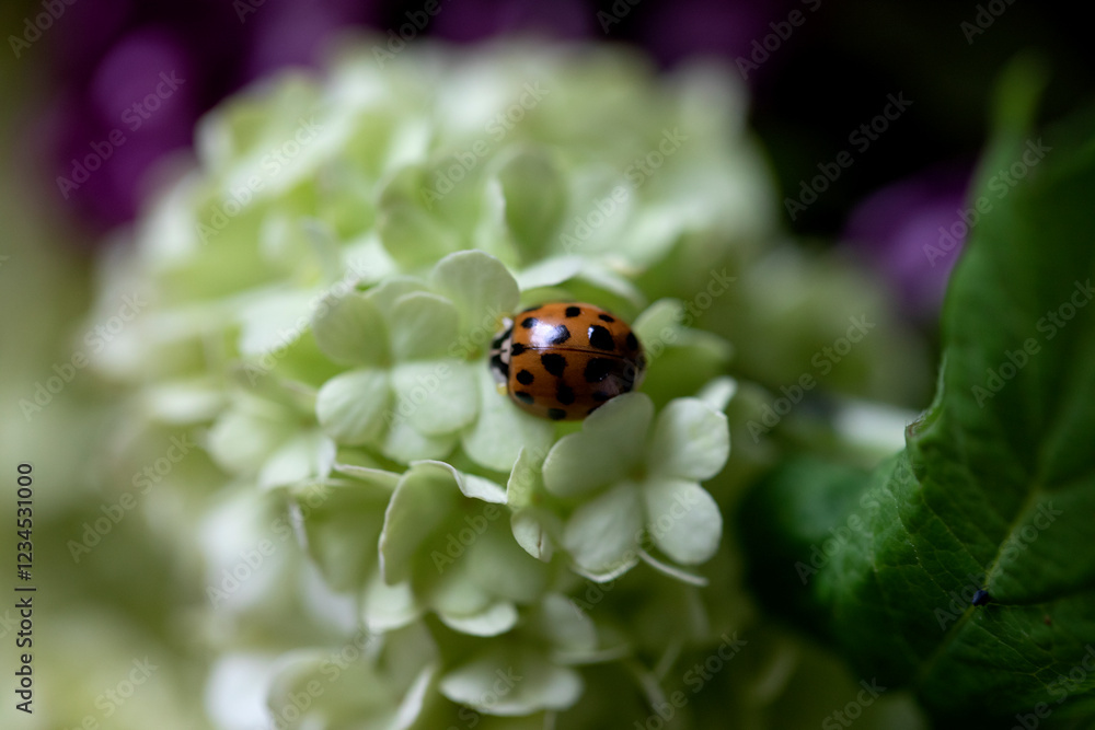Fototapeta premium GARDEN CLOSE UP WHITE FLOWER WITH RED LADYBIRD INSECT ON PETAL 