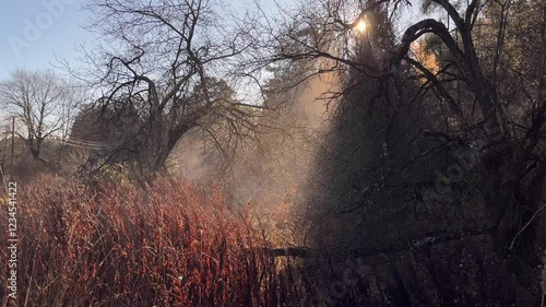 sun rays through trees in fog on a winter morning