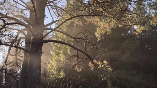 sun rays through trees in fog on a winter morning