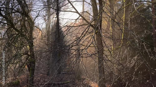 sun rays through trees in fog on a winter morning