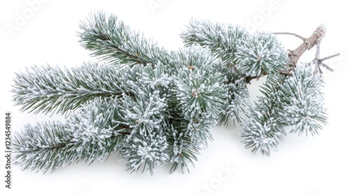 Frosted pine branch on white background for winter decor
