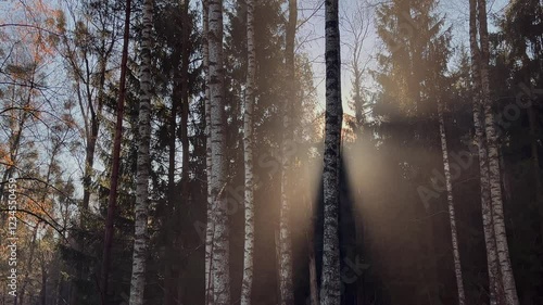 sun rays through trees in fog on a winter morning