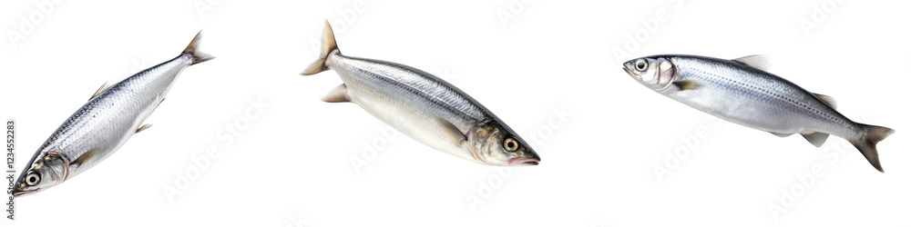 Raw fresh herring fish isolated on transparent background, PNG, Set of Raw fresh herring fish isolated on transparent background, PNG, Set of