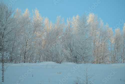 Wallpaper Mural snow covered trees Torontodigital.ca