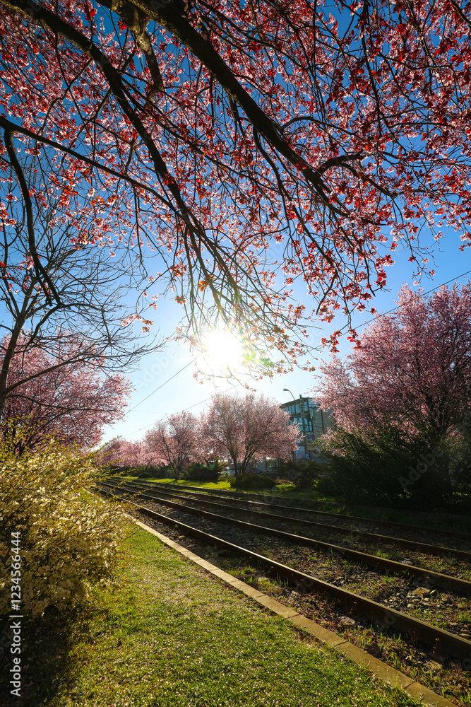 Pink cherry blossoms blooming along a railway track in Bucharest, Romania, under a vibrant blue sky, capturing springtime beauty and urban tranquility. Spring in Bucharest on a tram line.