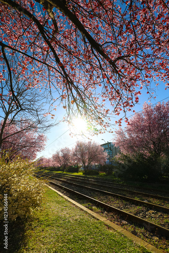 Obraz na płótnie Pink cherry blossoms blooming along a railway track in Bucharest, Romania, under a vibrant blue sky, capturing springtime beauty and urban tranquility. Spring in Bucharest on a tram line. w salonie