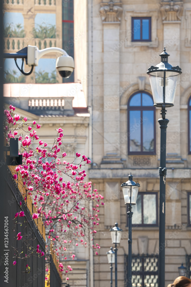 Blooming magnolia branches in Bucharest Old Town, complementing the historic charm of street lamps and classic architecture. Travel to Romania, visit Bucharest during spring landscape.