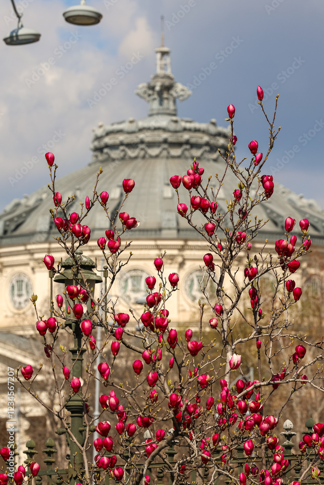 Bright red magnolia flowers blooming in front of the historical Romanian Athenaeum in Bucharest, Romania. Travel to Romania during spring landscape.