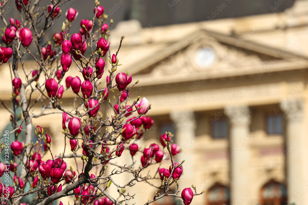 Vibrant pink cherry blossoms in bloom in Bucharest, Romania, with historical architecture in the background. Travel to Romania and visit Bucharest during spring landscape.