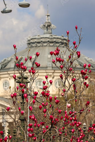 Obraz na płótnie Bright red magnolia flowers blooming in front of the historical Romanian Athenaeum in Bucharest, Romania. Travel to Romania during spring landscape. w salonie