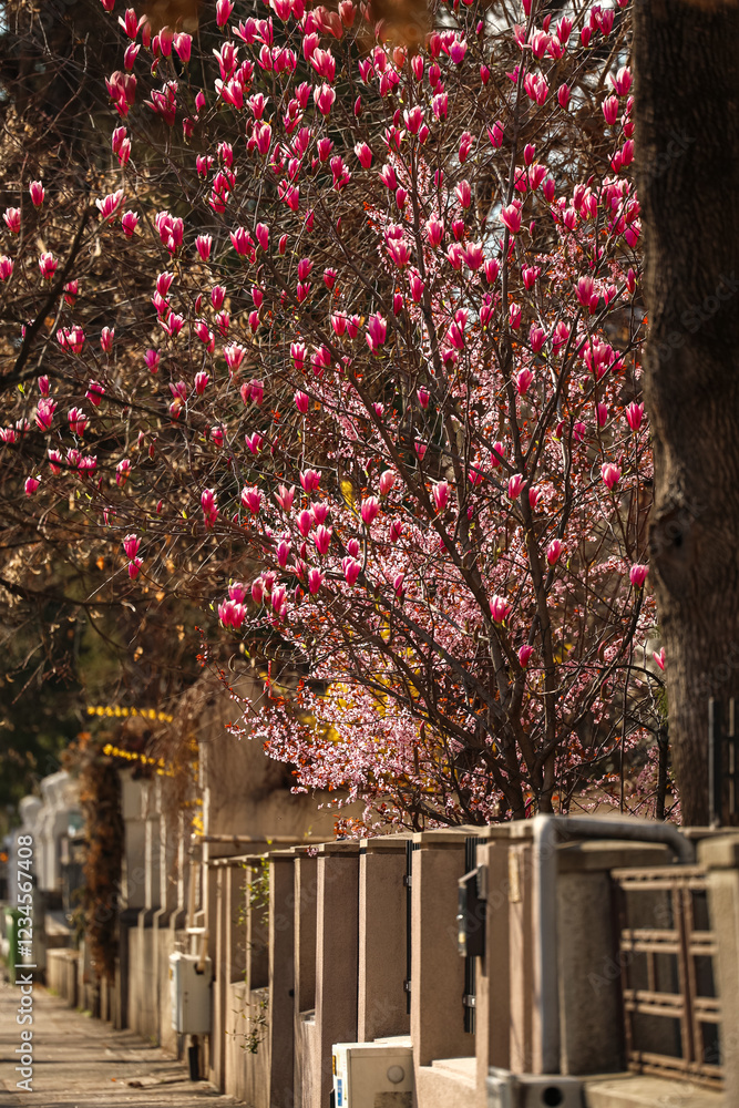 A close-up of a delicate cherry blossom flower on a tree branch in Bucharest, against a blurred background of vibrant pink blooms. A symbol of the fleeting beauty of spring. Spring in Romania.