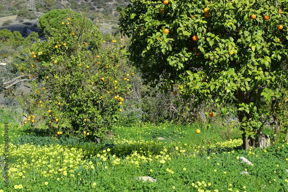 Fototapeta premium Spring mood on the island of Crete in February. Flowers and trees. Orange.