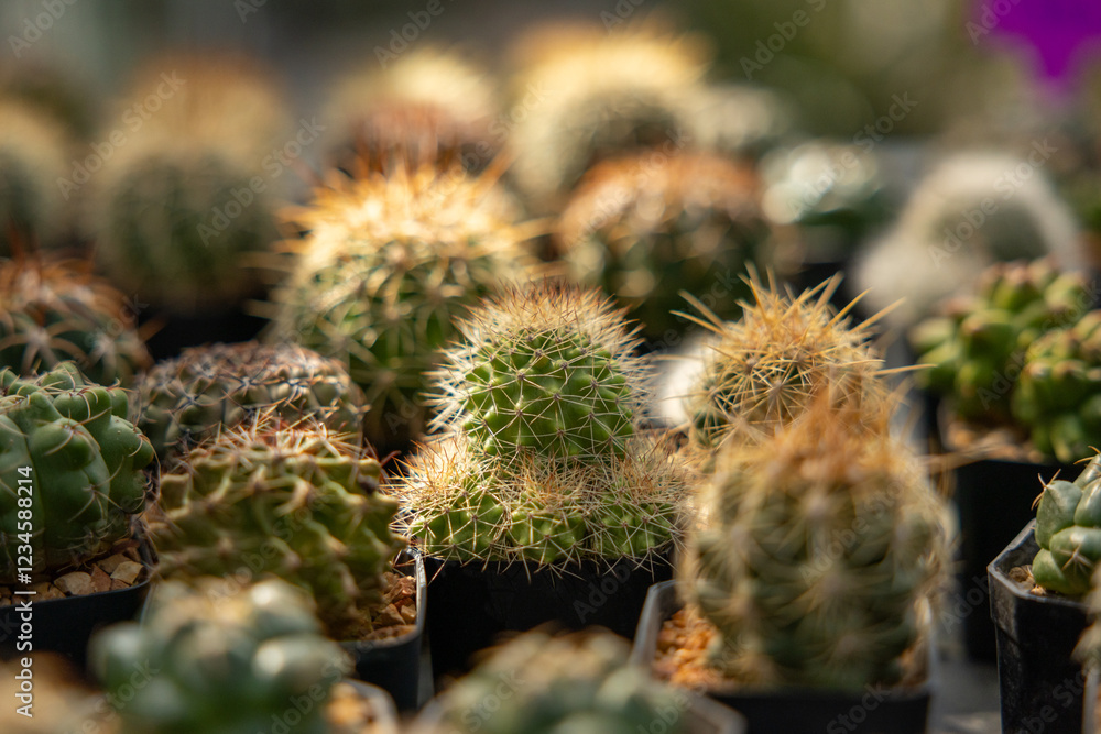 A bunch of cacti are in a pot A bunch of cacti are in a pot