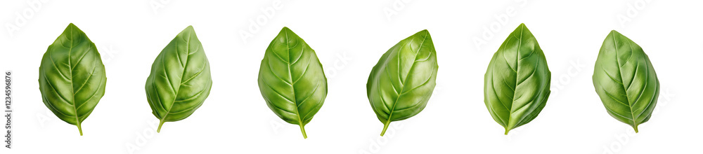 Naklejka premium Set of fresh basil leaves on transparent PNG or white background. seasoning herb leaves, cooking spices.