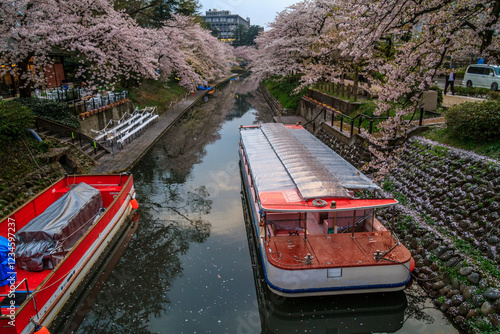 (とやまビューポイント)　富山城　松川べりの桜　4月
 photo