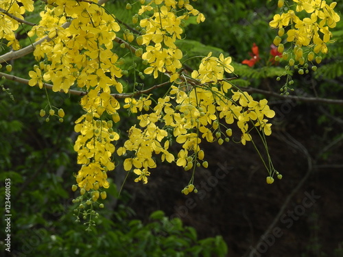 yellow maple leaves