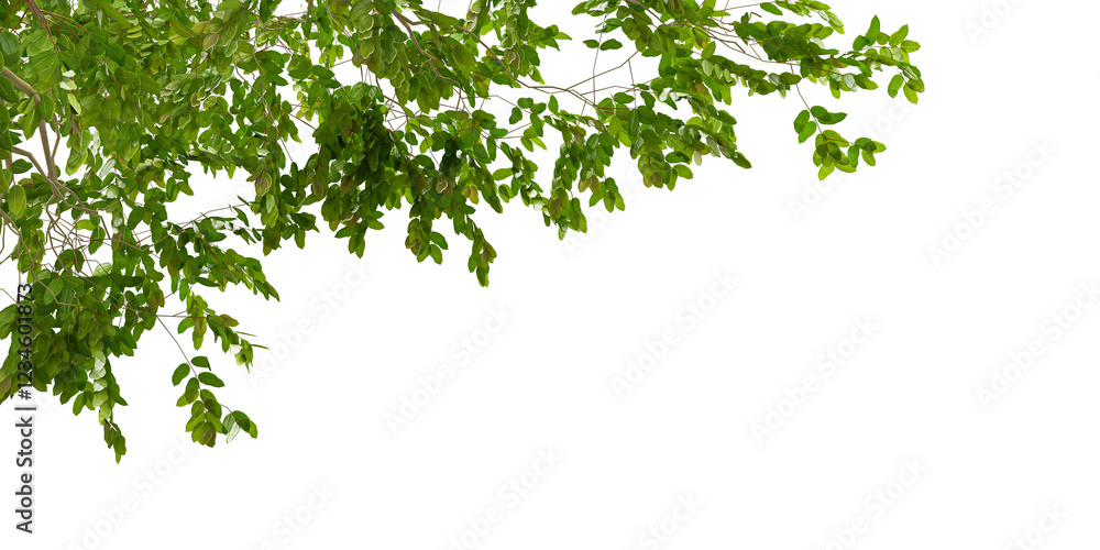 green leaves branch foreground isolated on white green leaves branch foreground isolated on white