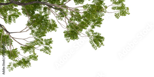 green leaves isolated on white