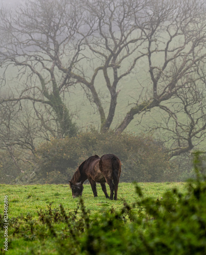horses in the meadow