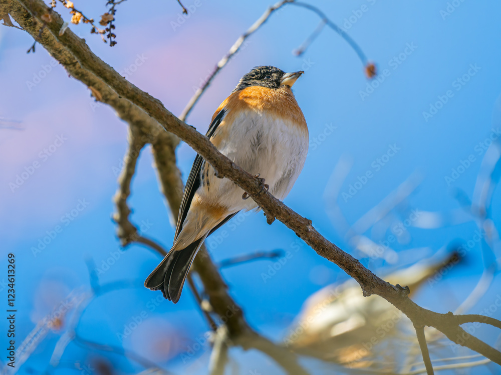 Fototapeta premium 枝にとまるアトリ