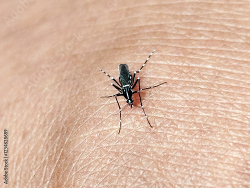 Aedes mosquito sucking blood on human skin, blurred natural background. photo