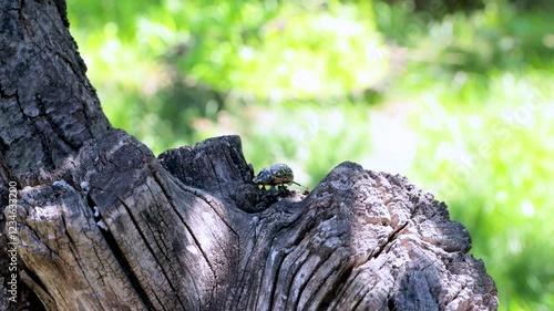 Adult polyphylla fullo beetle in the garden. Pest control of agricultural crops. photo