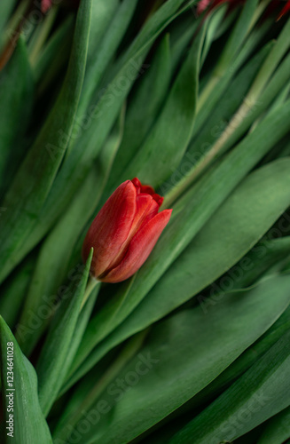 red tulip flower