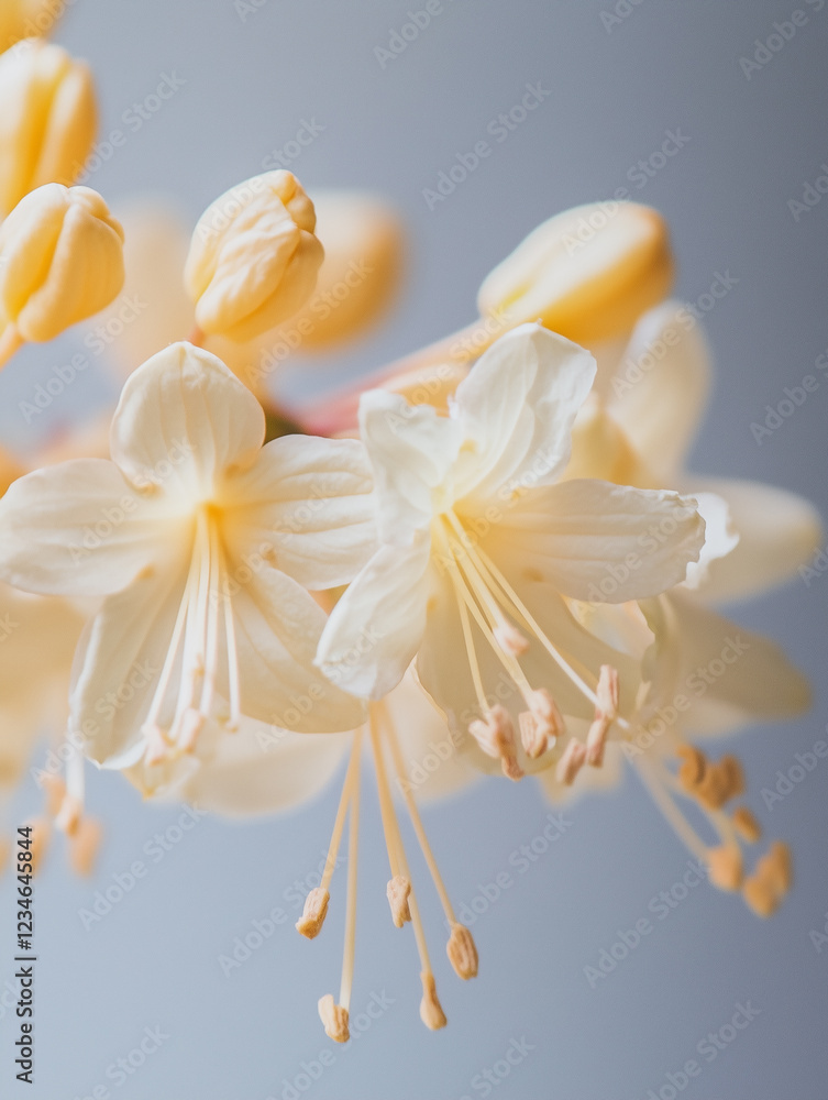 Fototapeta premium White delicate flowers close up. Spring flowers on a gray background. Macro photo.
