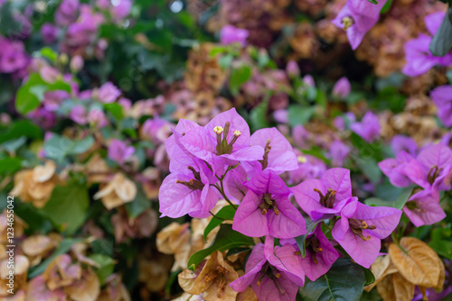 Close-up of pink blooming Japanese lilac