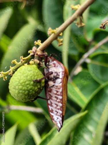 Tessaratoma papillosa, the giant lychee stink bug, is a species of insect in the family Tessaratomidae. Tessaratoma papillosa alights on longan fruit. photo