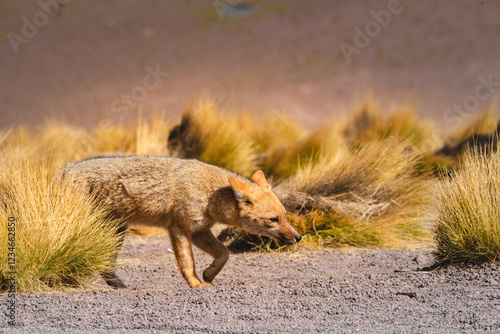 Culpeo or Lycalopex culpaeus or andean fox photo