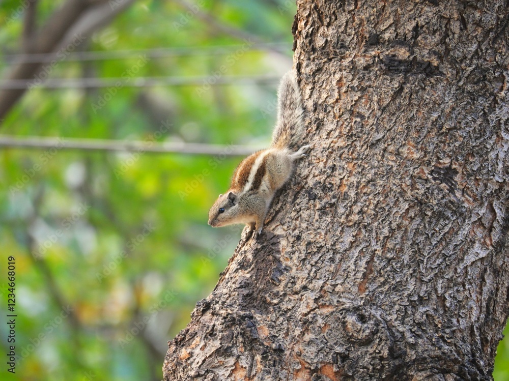 Indian squirrel on a tree Indian squirrel on a tree