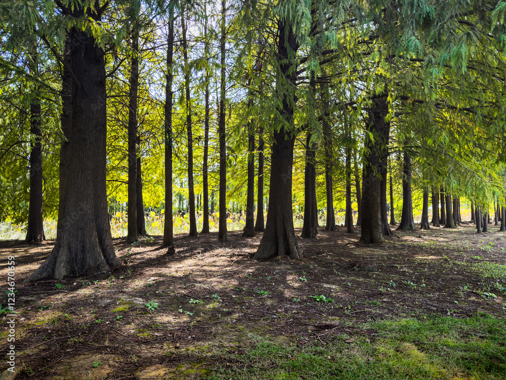 Obraz premium Tranquil Forest Pathway Surrounded by Lush Greenery and Tall Trees