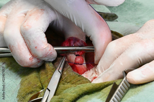 Fotografie suture vasculaire lors d'une ovariectomie chez une chienne