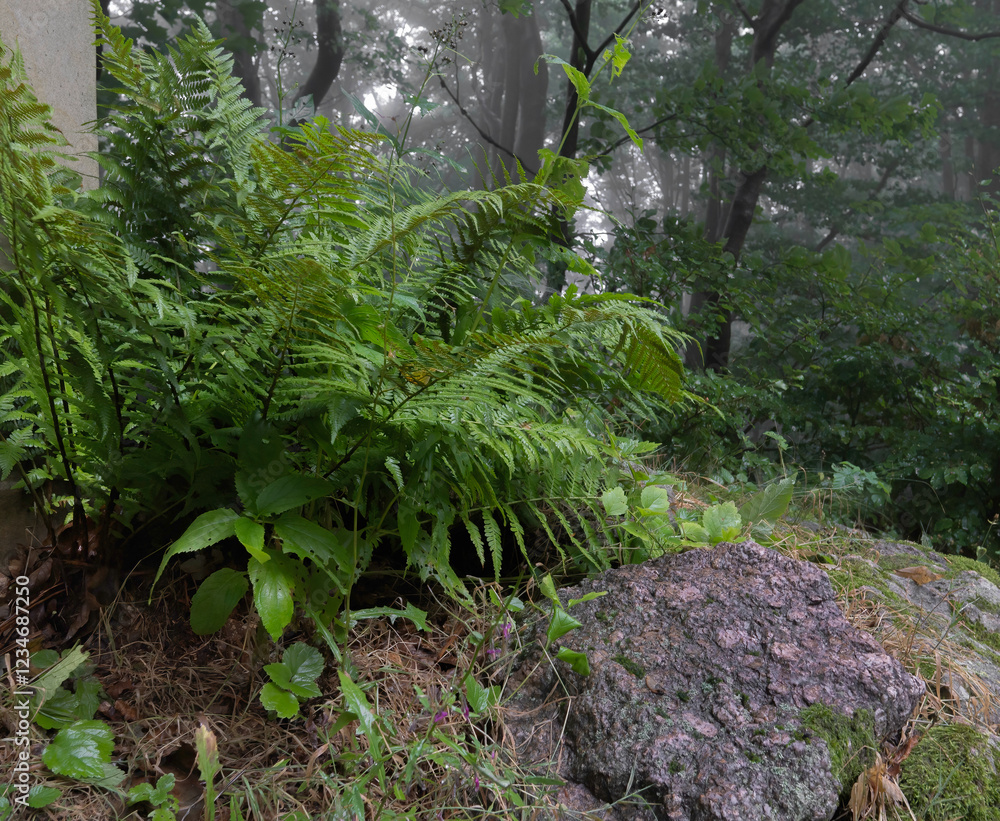 Obraz premium Green fern leaves surrounded by foggy forest.