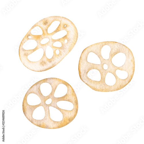 Lotus root peeled and sliced, dried. Asian food. Isolated on background watercolor monochrome hand drawn illustration. For decoration, design, packaging, logo