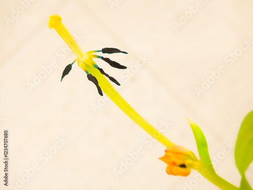 hand holding a flower