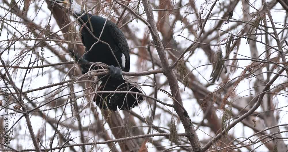 Great cormorant get a branch of dawn redwood tree for nest building Great cormorant get a branch of dawn redwood tree for nest building