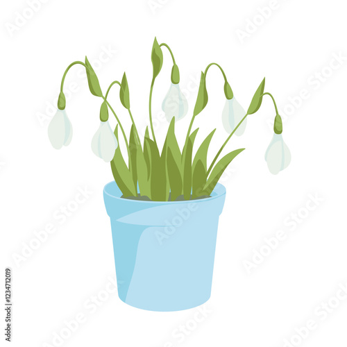 blossoming snowdrop flowers in pot,