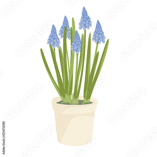 blossoming grape hyacinth and snowdrop in pot
