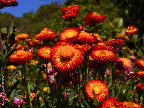 Pink gold strawflower- Everlasting or Paper daisies (Helichrysum bracteatum) photo