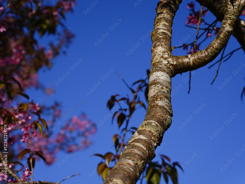 Fototapeta premium Cherry blossom in Chiangmai province, Thailand.