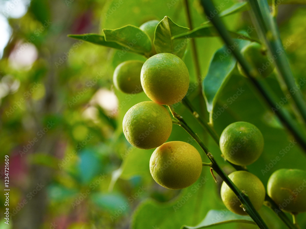 Kumquat fruit, an orange that can be eaten with the peel, small fruit with a sweet taste that is refreshing to the throat. Kumquat fruit, an orange that can be eaten with the peel, small fruit with a sweet taste that is refreshing to the throat.