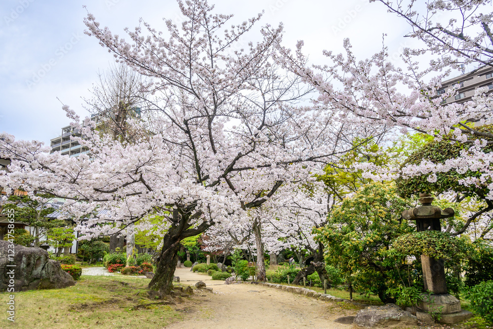 A tranquil Japanese garden path lined with full bloom cherry blossoms near Shitenno-ji Temple in Osaka, Japan. Stone lanterns and ancient trees evoke a sense of peace and history. A tranquil Japanese garden path lined with full bloom cherry blossoms near Shitenno-ji Temple in Osaka, Japan. Stone lanterns and ancient trees evoke a sense of peace and history.