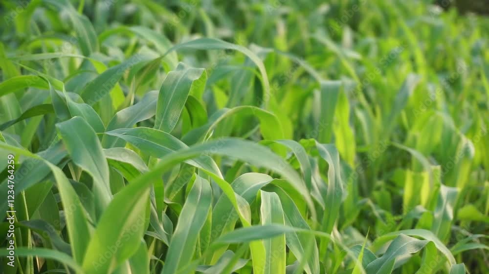 Green grass waving on the horizon, Green grass waving in the wind with green landscape, Livlier green grass waving Green grass waving on the horizon, Green grass waving in the wind with green landscape, Livlier green grass waving