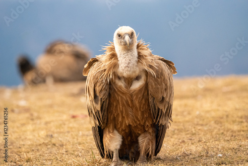 Griffon vulture (Gyps fulvus) photographed in Spain