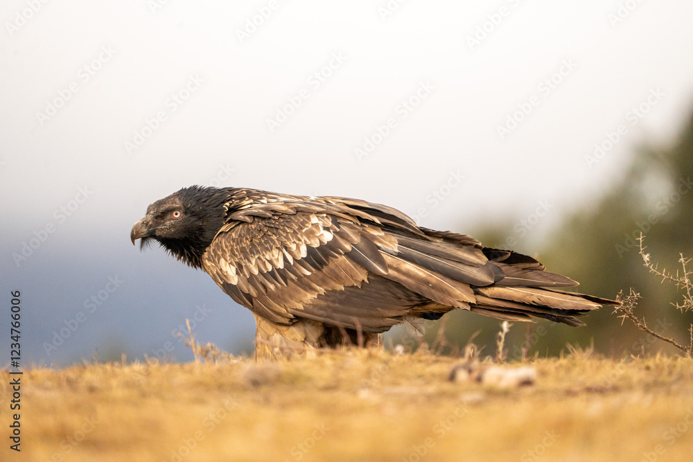 Bearded vulture (Gypaetus barbatus) photographed in Spain Bearded vulture (Gypaetus barbatus) photographed in Spain